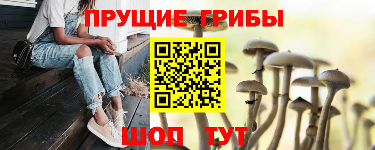 Псилоцибиновые грибы Psilocybe Нижнеудинск