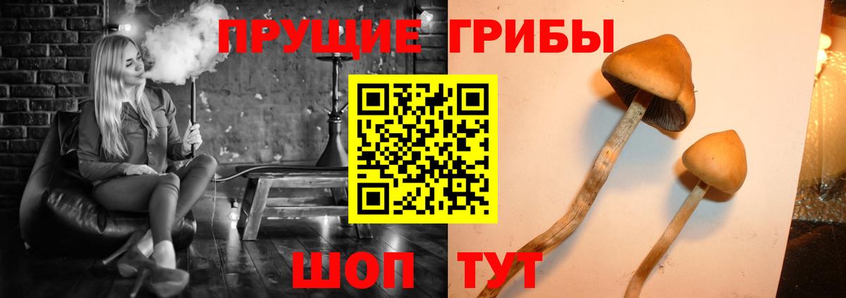 Галлюциногенные грибы Cubensis  Вход с VPN  Нижнеудинск  Галлюциногенные грибы GOLDEN TEACHER 